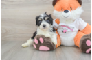 Adorable Cavalier Bichon Designer Puppy