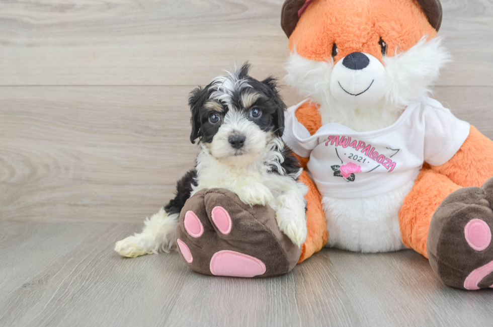 5 week old Cavachon Puppy For Sale - Florida Fur Babies