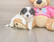 5 week old Cavachon Puppy For Sale - Florida Fur Babies