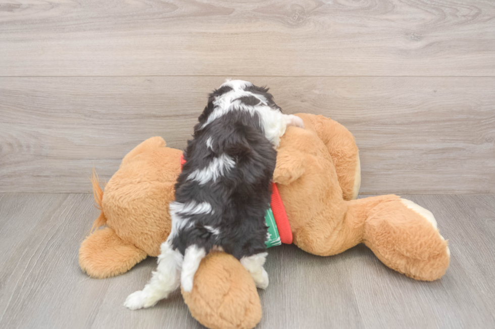 Cavachon Pup Being Cute