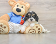 6 week old Cavachon Puppy For Sale - Florida Fur Babies