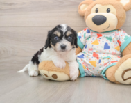 6 week old Cavachon Puppy For Sale - Florida Fur Babies