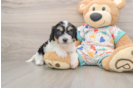 Energetic Cavalier Bichon Designer Puppy