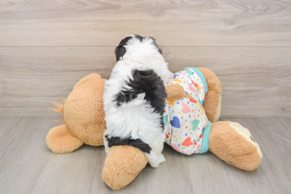 Cavachon Puppy for Adoption