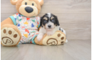 Cavachon Pup Being Cute
