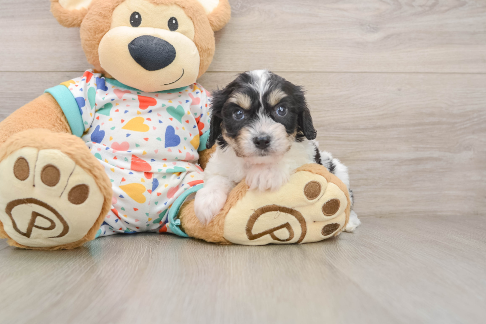 Cavachon Pup Being Cute