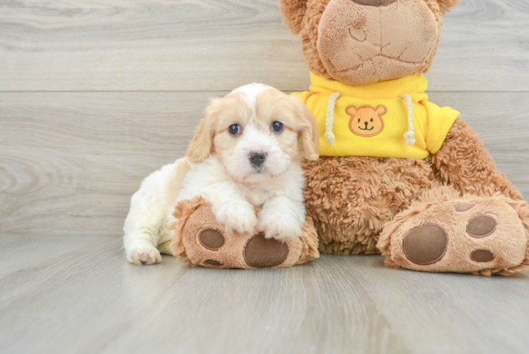 Best Cavachon Baby