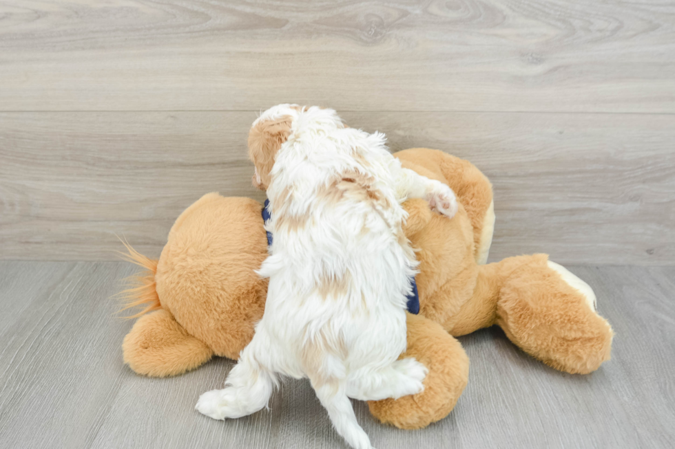 Small Cavachon Baby