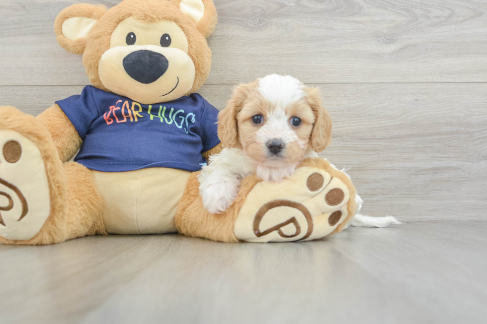 Little Cavalier Bichon Designer Puppy