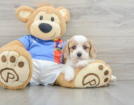 7 week old Cavachon Puppy For Sale - Florida Fur Babies