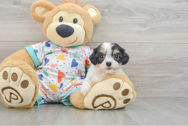 Popular Cavachon Designer Pup