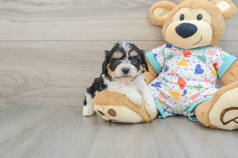 Smart Cavachon Designer Pup