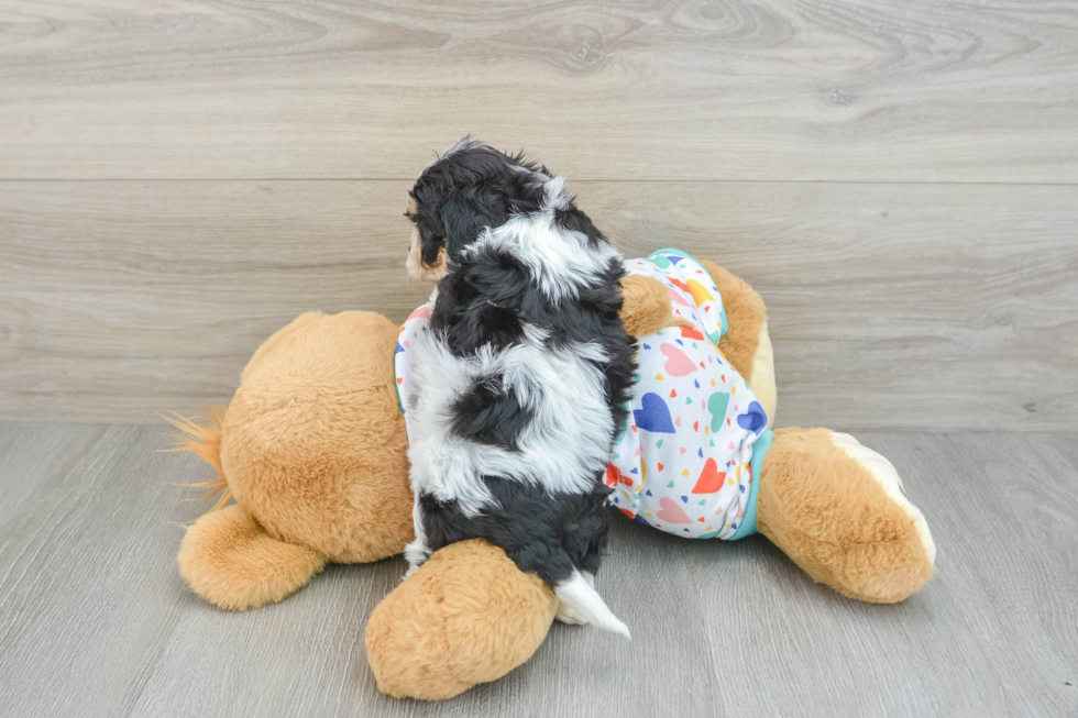 Popular Cavachon Designer Pup