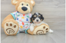 Adorable Cavalier Bichon Designer Puppy