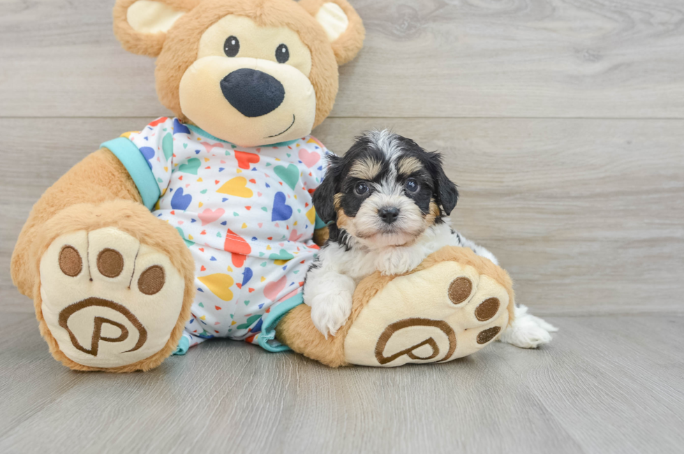 5 week old Cavachon Puppy For Sale - Florida Fur Babies