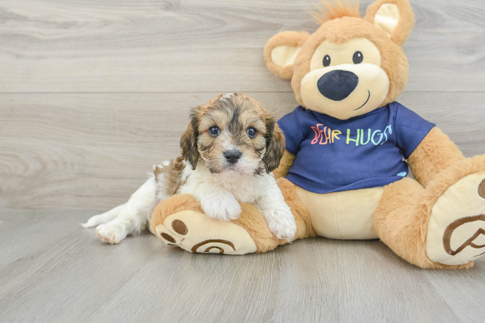 Cavachon Pup Being Cute