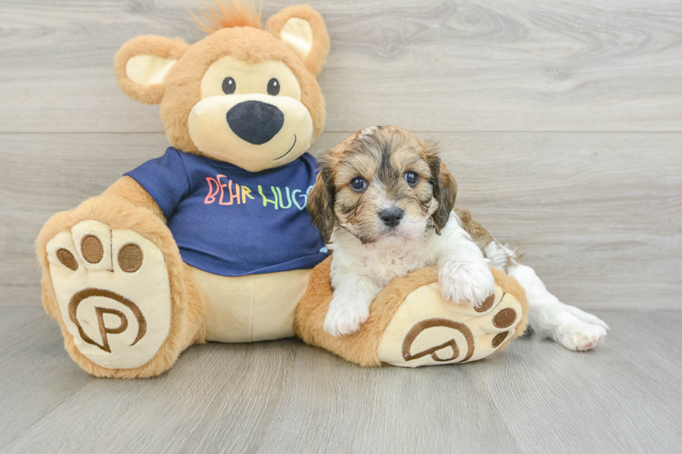 Smart Cavachon Designer Pup