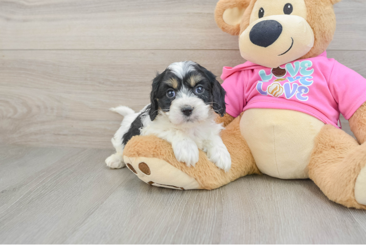 Best Cavachon Baby