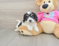5 week old Cavachon Puppy For Sale - Florida Fur Babies