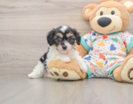 6 week old Cavachon Puppy For Sale - Florida Fur Babies