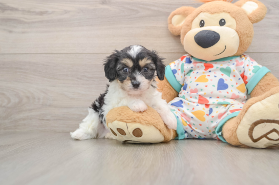Friendly Cavachon Baby
