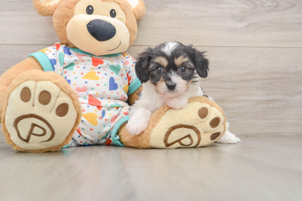 Cavachon Pup Being Cute