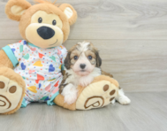 7 week old Cavachon Puppy For Sale - Florida Fur Babies