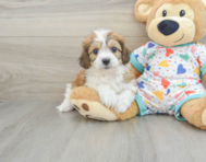 6 week old Cavachon Puppy For Sale - Florida Fur Babies