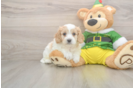 Cavachon Pup Being Cute