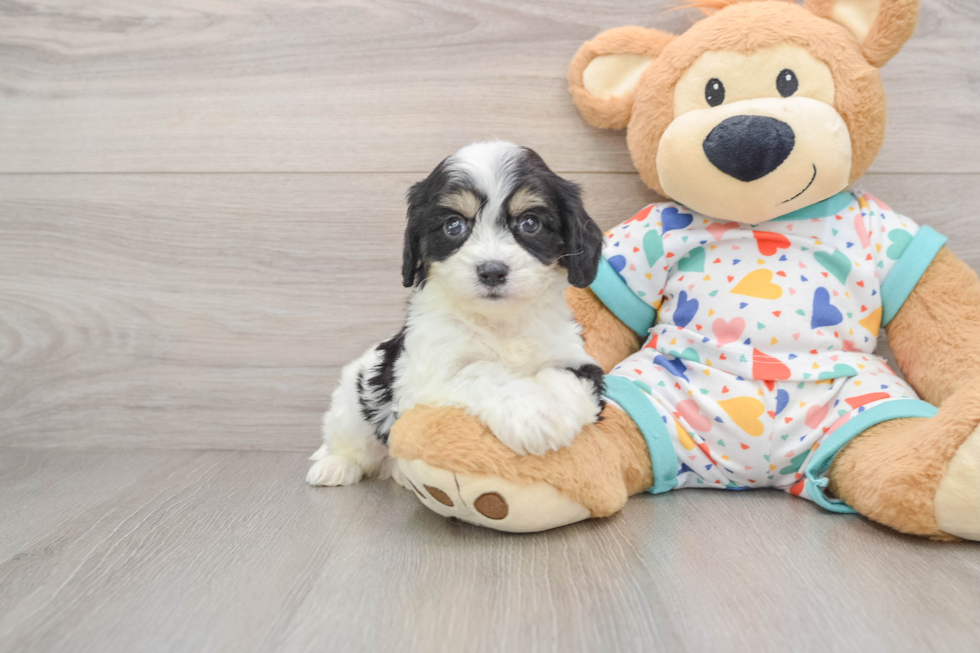 Cavachon Pup Being Cute