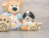 5 week old Cavachon Puppy For Sale - Florida Fur Babies