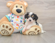 5 week old Cavachon Puppy For Sale - Florida Fur Babies