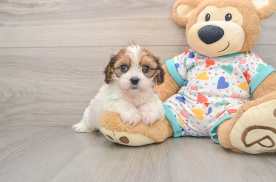Playful Cavalier Bichon Designer Puppy