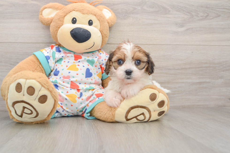 Petite Cavachon Designer Pup