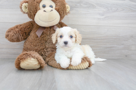 Cute Cavachon Designer Pup