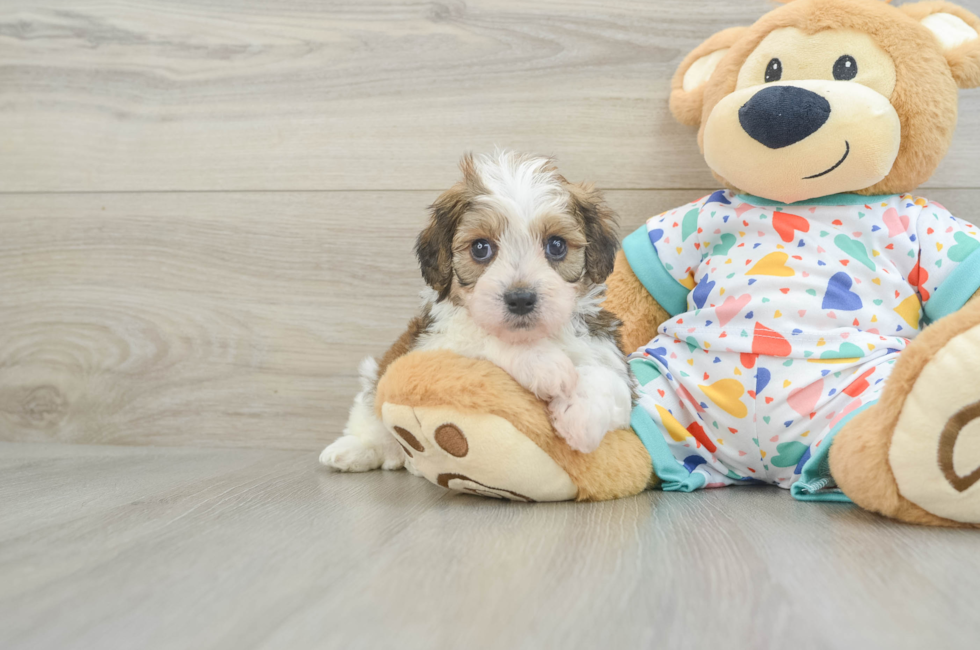 6 week old Cavachon Puppy For Sale - Florida Fur Babies