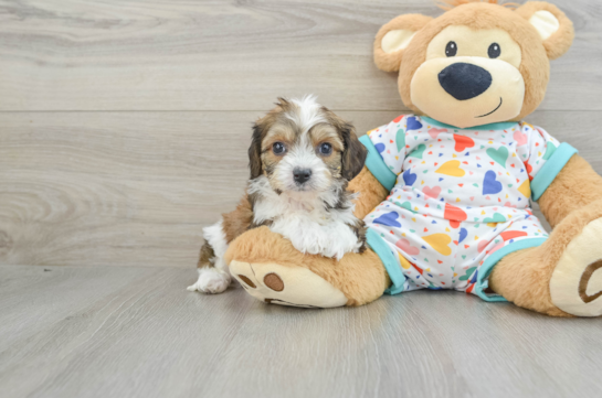 Cavachon Pup Being Cute