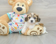 8 week old Cavachon Puppy For Sale - Florida Fur Babies