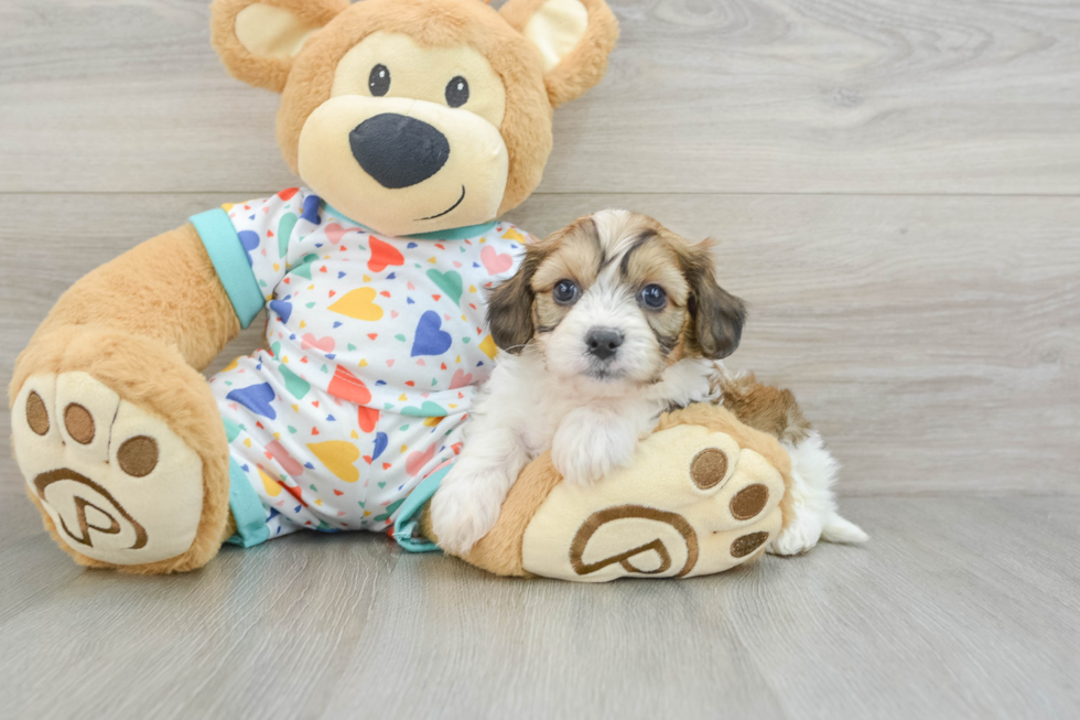 Smart Cavachon Designer Pup