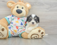 5 week old Cavachon Puppy For Sale - Florida Fur Babies