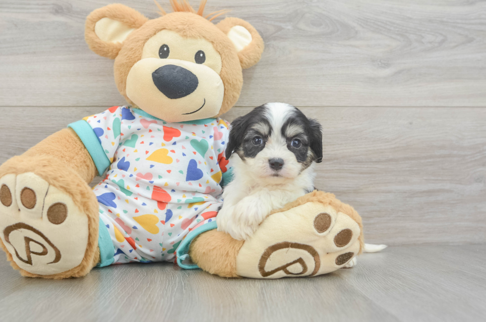 5 week old Cavachon Puppy For Sale - Florida Fur Babies