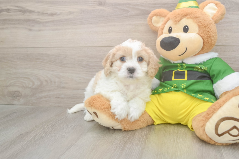 Adorable Cavalier Bichon Designer Puppy