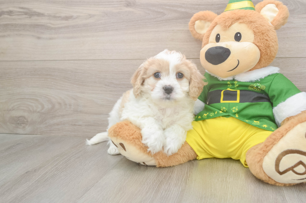 6 week old Cavachon Puppy For Sale - Florida Fur Babies