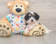 5 week old Cavachon Puppy For Sale - Florida Fur Babies
