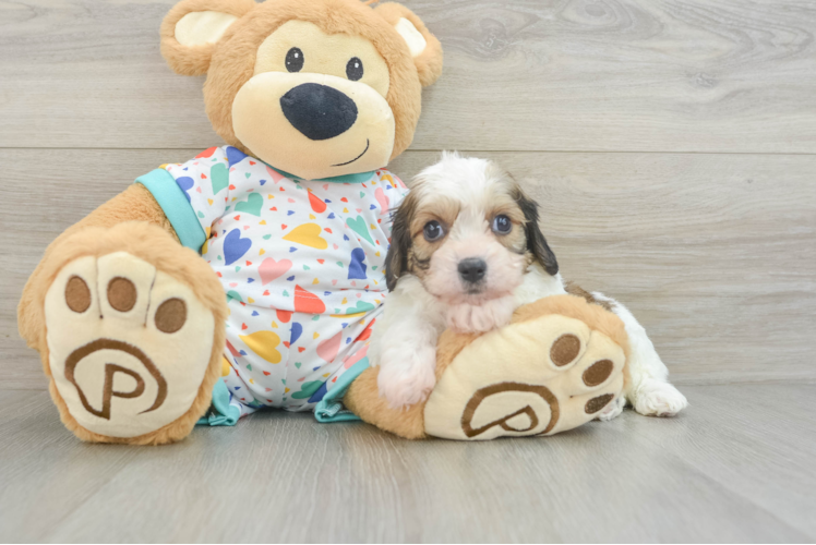 Cavachon Puppy for Adoption