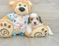 7 week old Cavachon Puppy For Sale - Florida Fur Babies