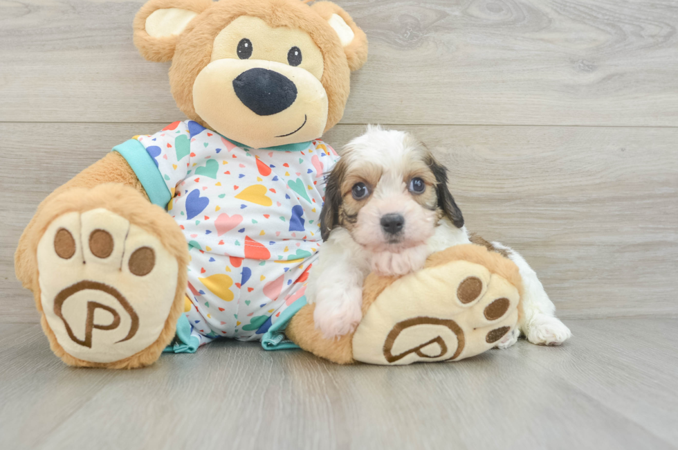 6 week old Cavachon Puppy For Sale - Florida Fur Babies