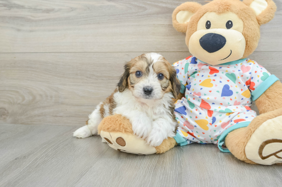 7 week old Cavachon Puppy For Sale - Florida Fur Babies