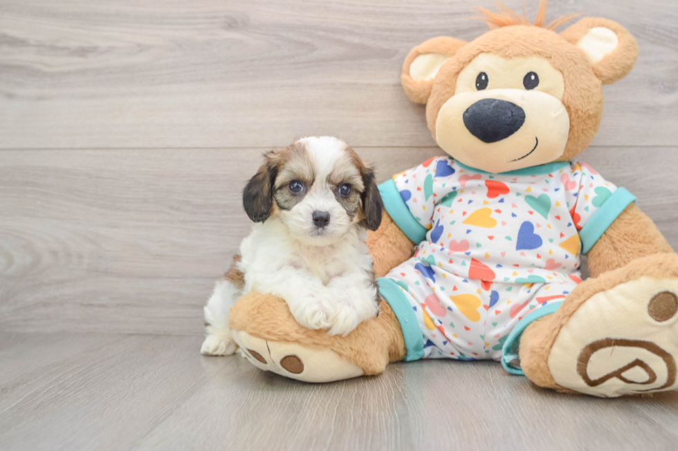 Cavachon Pup Being Cute