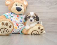 6 week old Cavachon Puppy For Sale - Florida Fur Babies